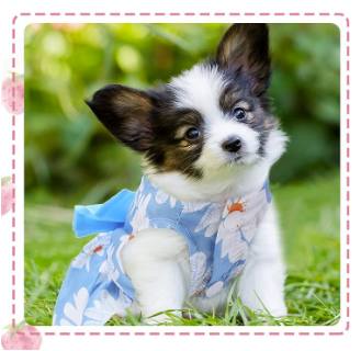 Summer Dog Dress – Floral Princess Outfit for Pets